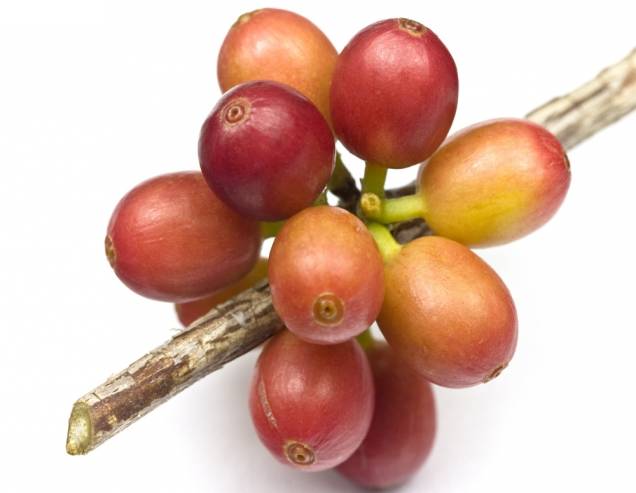 Coffee berry Coffee berry
