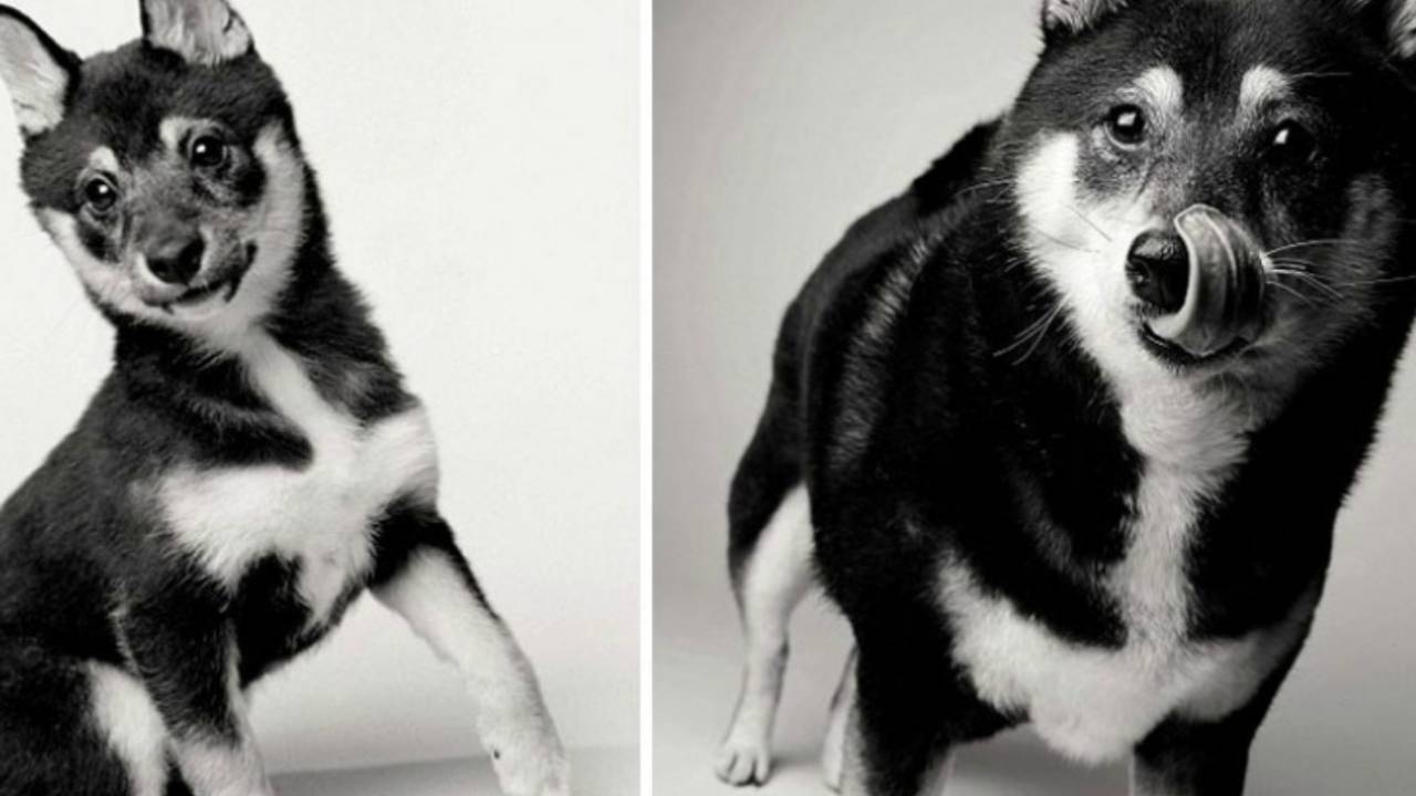 Reprodução http://dogyears.strikingly.com/