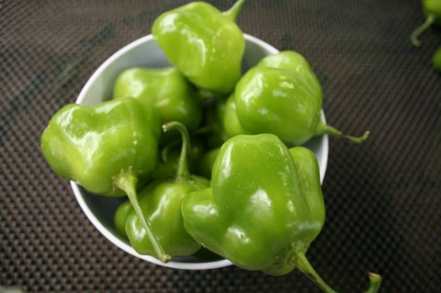 Cambuci Cambuci