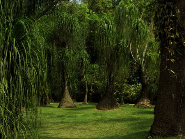 Jardim Jardim