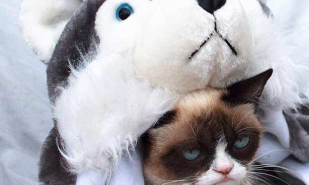 Grumpy Cat Grumpy Cat