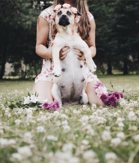 dogitinha