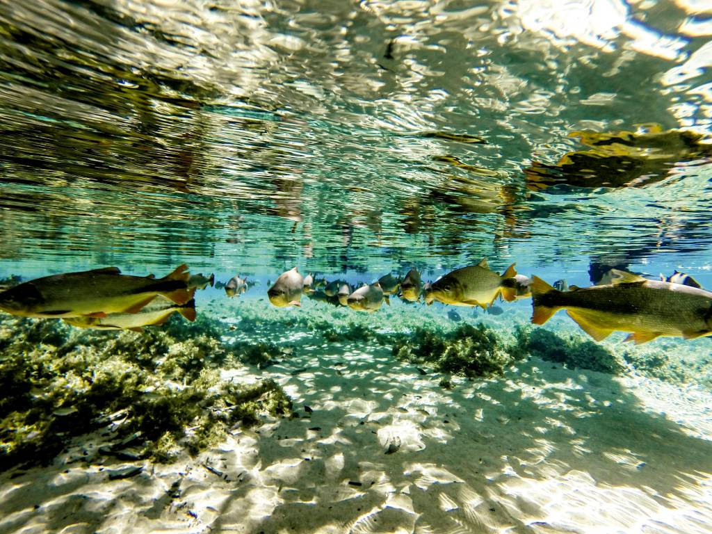 Bonito Natural Wonders