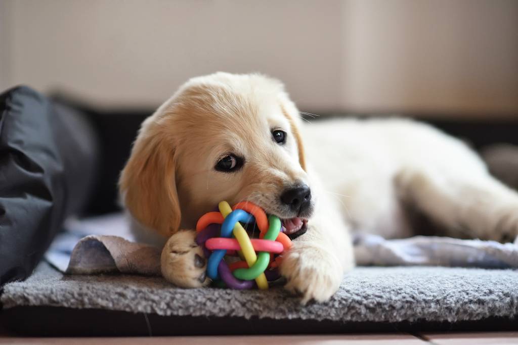 Golden retriever dog puppy playing with toy Golden retriever dog puppy playing with toy