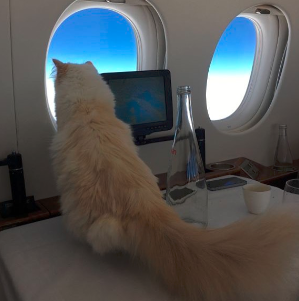 Choupette aviao