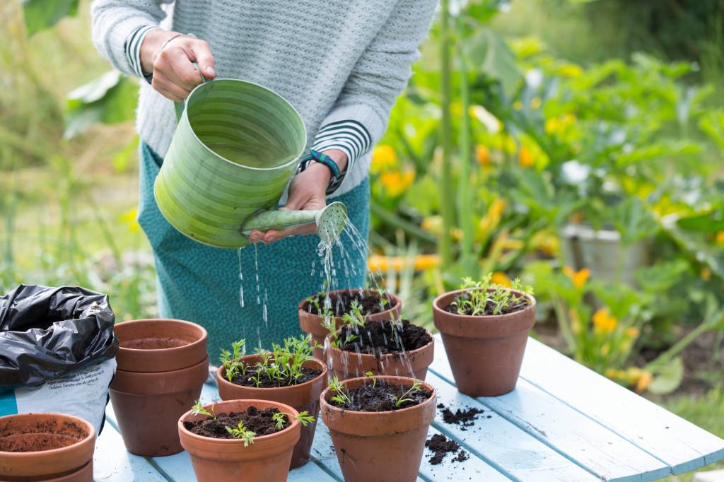 Woman watering plants in pots Woman watering plants in pots