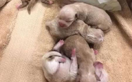 cachorros-resgatados-nos-eua-1555800561622_v2_450x450 cachorros-resgatados-nos-eua-1555800561622_v2_450x450