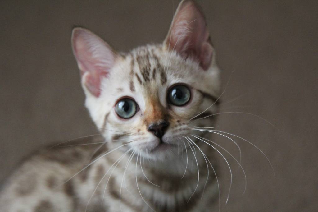 gato gato