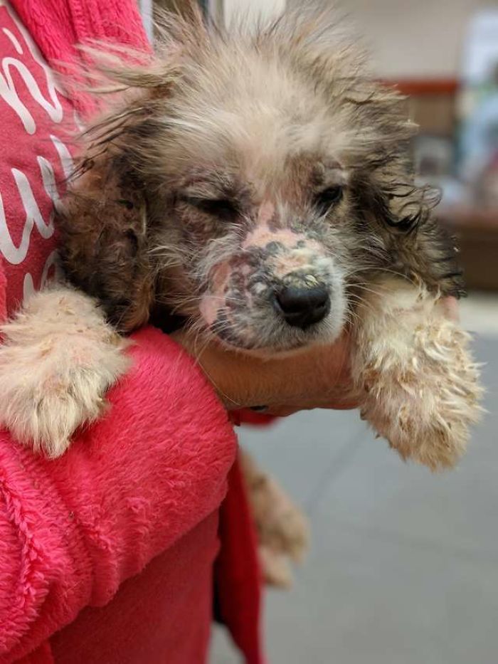 Six-bald-pups-were-found-in-a-forest-Care-and-love-have-done-real-beauties-5cb80fe47d969__700 Six-bald-pups-were-found-in-a-forest-Care-and-love-have-done-real-beauties-5cb80fe47d969__700