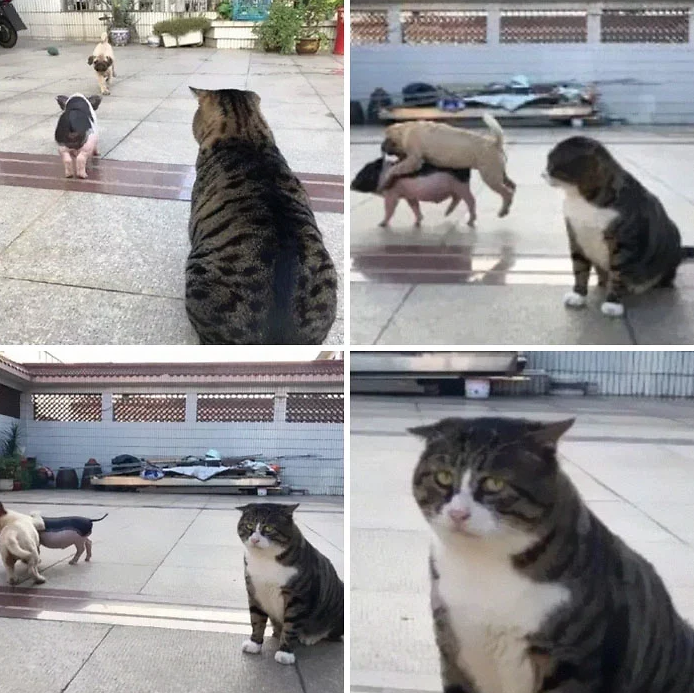 gatinho-porquinho-cachorrinho gatinho-porquinho-cachorrinho