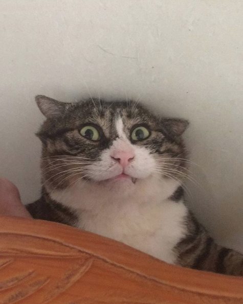 gatinho gatinho