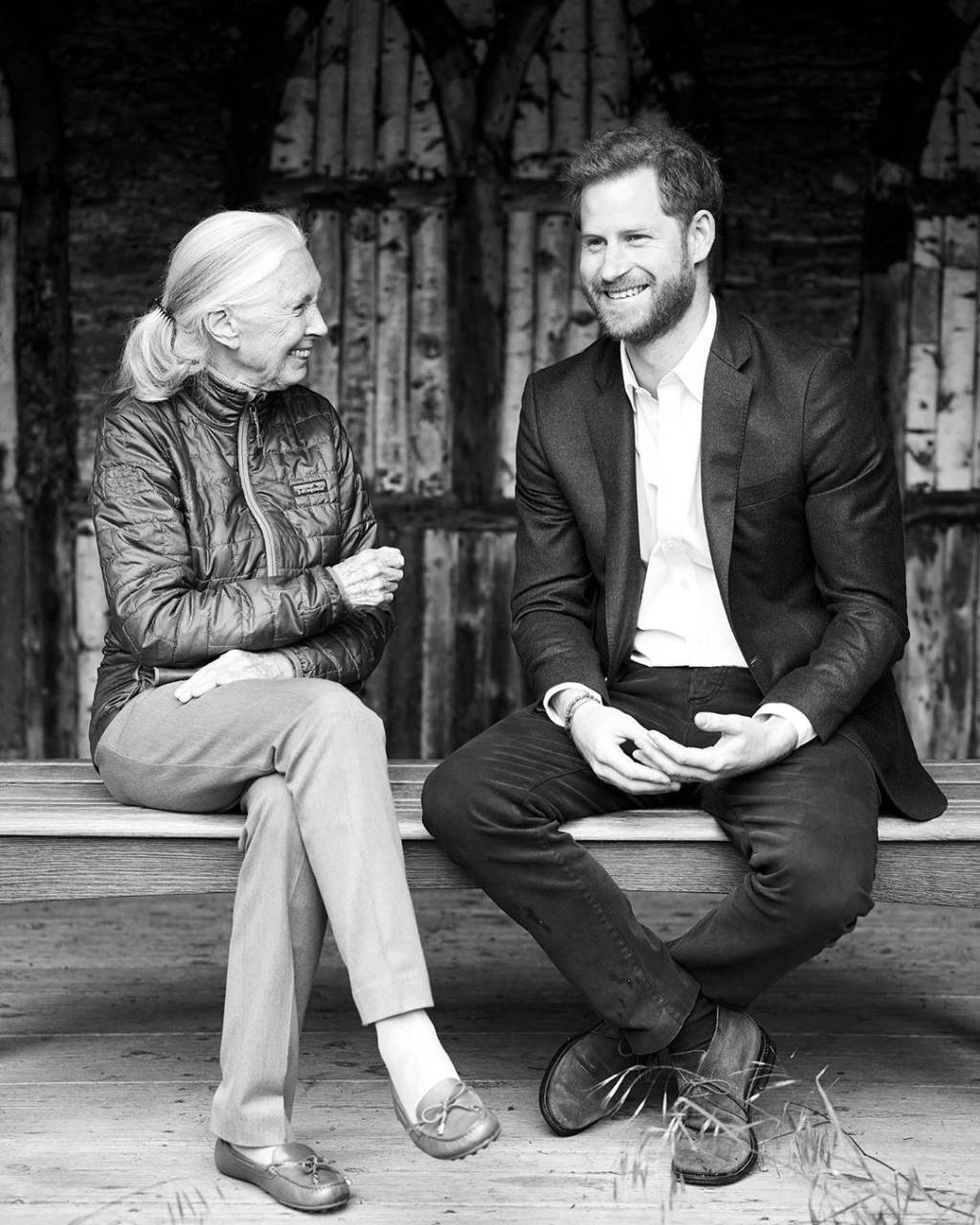 Harry em entrevista com a cientista Jane Goodall Harry em entrevista com a cientista Jane Goodall