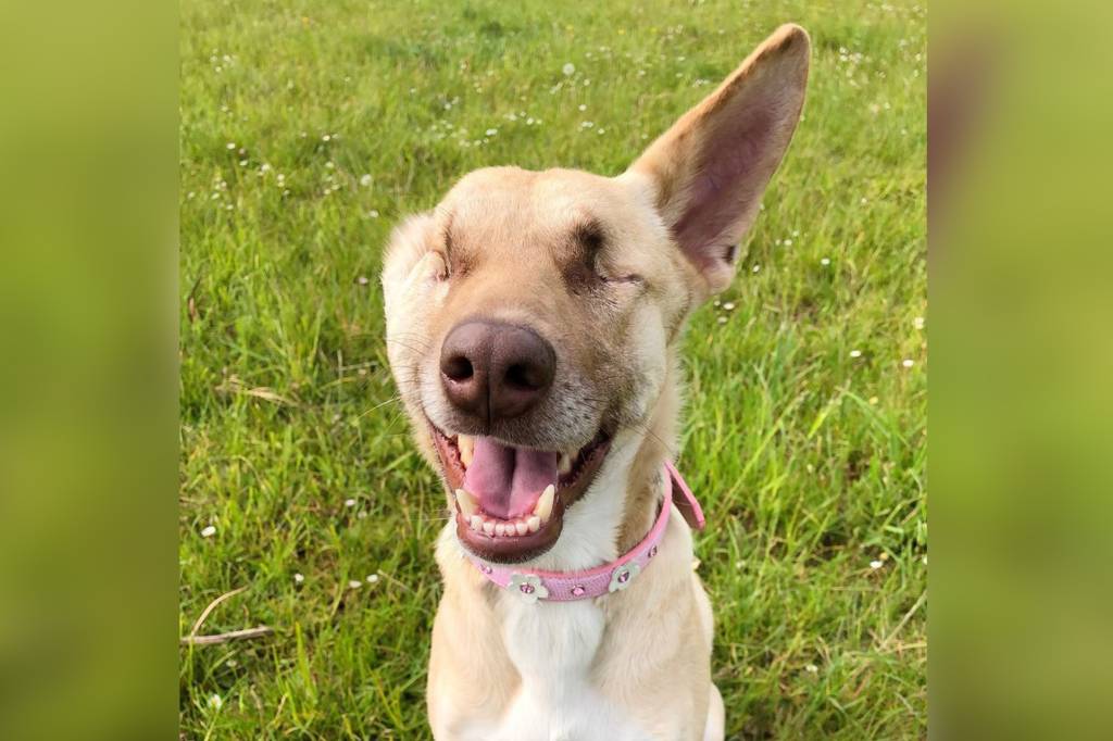 A comovente história da cadela que sobreviveu após receber 17 tiros