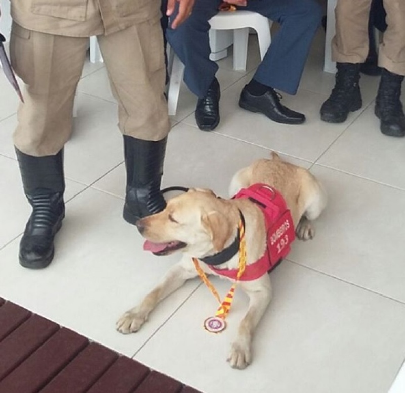 Vênus, cadela que atuava nas buscas de Brumadinho Vênus, cadela que atuava nas buscas de Brumadinho