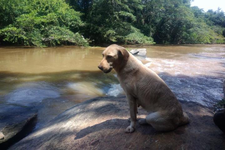 Cadela que atuou em Brumadinho morre após dar à luz