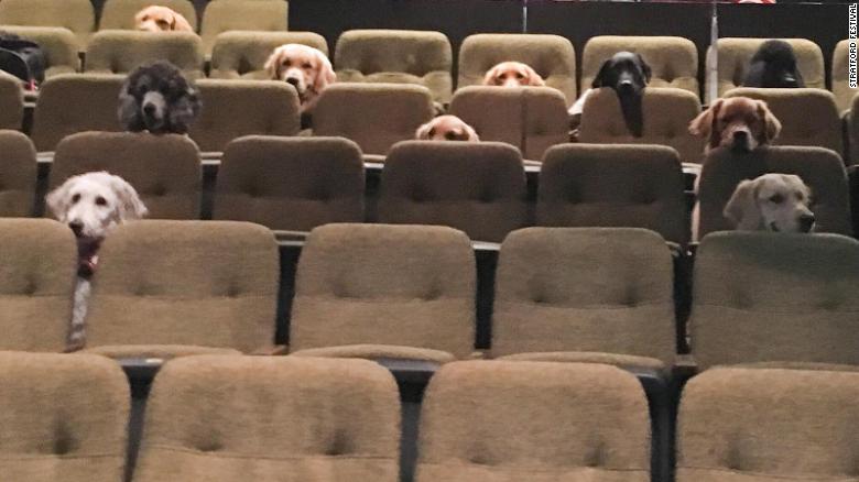 Cães de serviço assistem musical