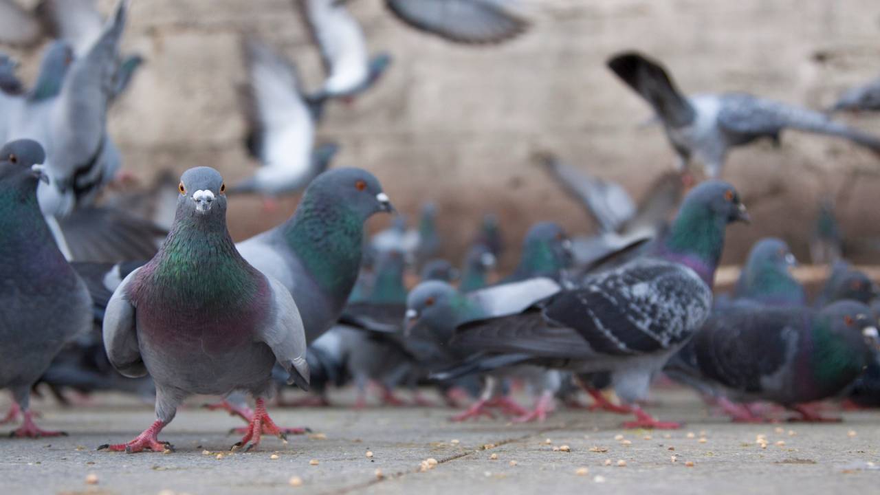 pombos