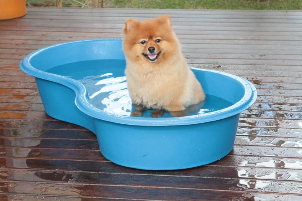 piscina de cachorro