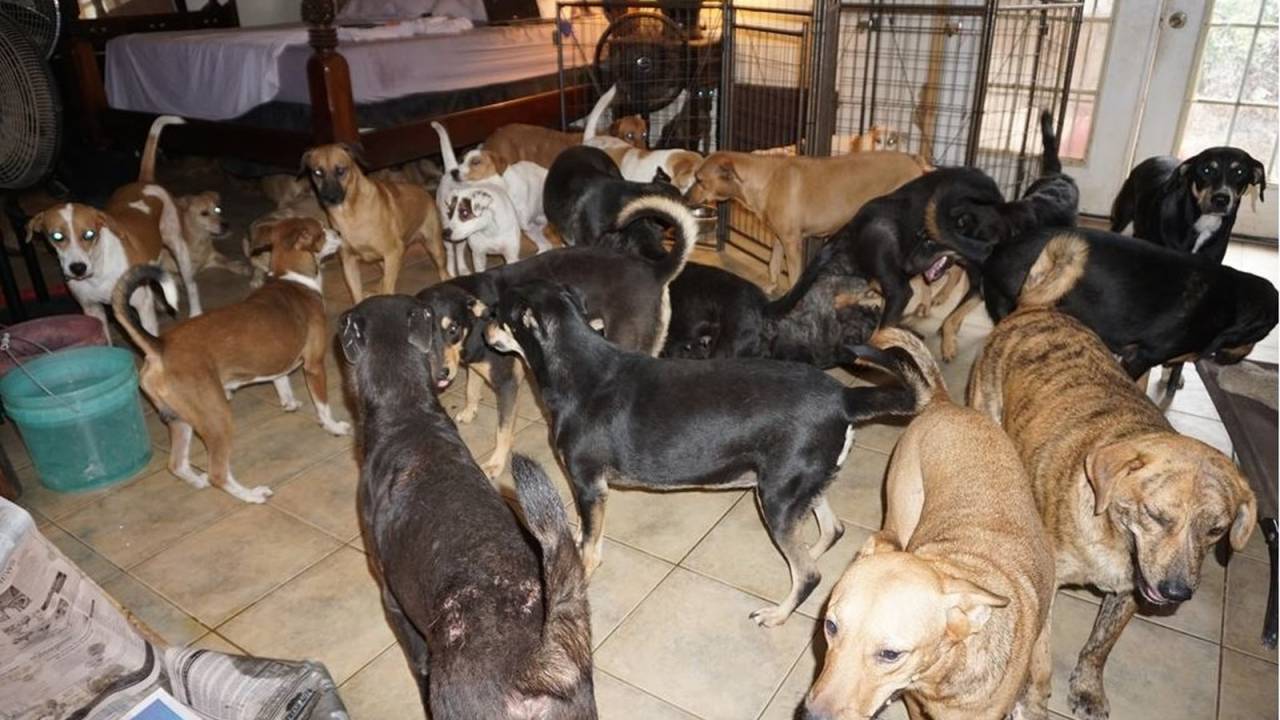 Cachorros Nassau