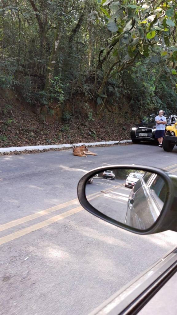 onça onça