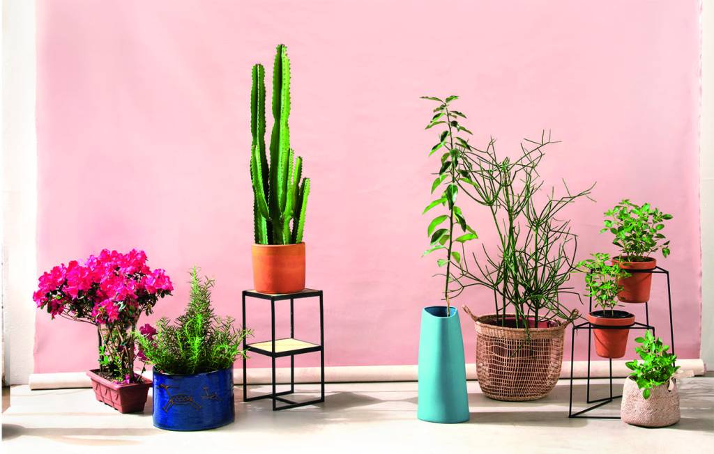 Dicas para arrumar um cantinho verde dentro de casa