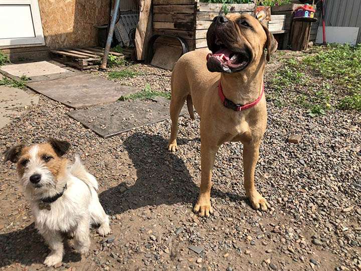 cachorra 3 cachorra 3