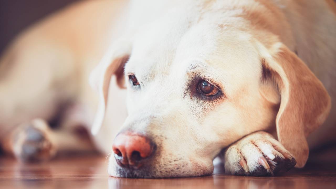 Cachorro depressivo