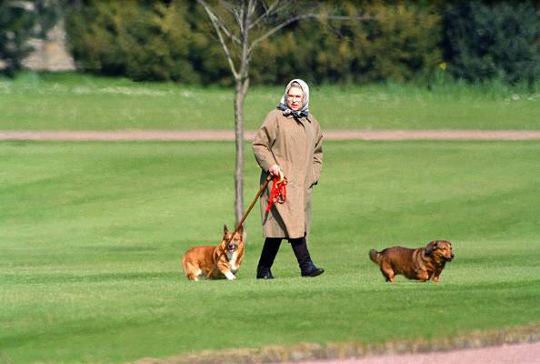 Rainha Elizabeth II passeando com seus cachorros Rainha Elizabeth II passeando com seus cachorros