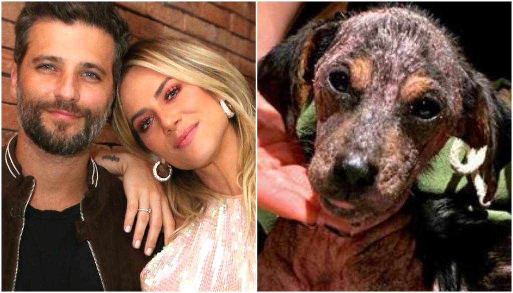 A cachorrinha adotada por Giovanna Ewbank está cada dia mais linda. Veja!
