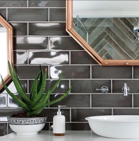 Plantas para ter no banheiro – aloe vera Plantas para ter no banheiro – aloe vera