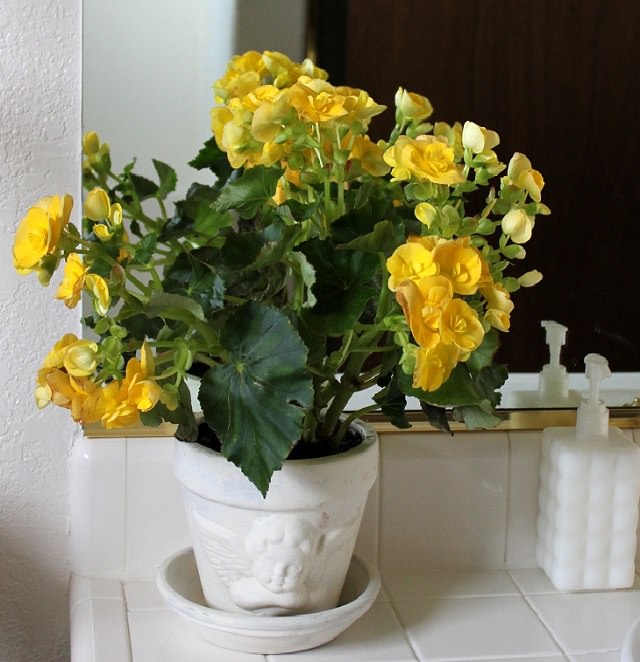 Plantas para ter no banheiro – begônia Plantas para ter no banheiro – begônia
