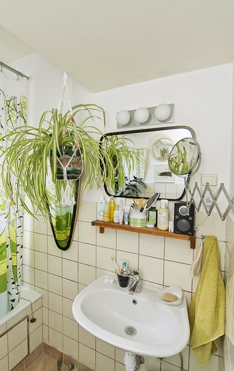 Plantas para ter no banheiro – clorofito Plantas para ter no banheiro – clorofito