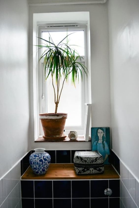 Plantas para ter no banheiro – dracena Plantas para ter no banheiro – dracena