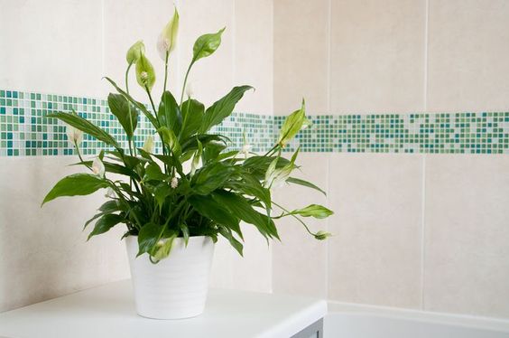 Plantas para ter no banheiro – lírio-da-paz Plantas para ter no banheiro – lírio-da-paz