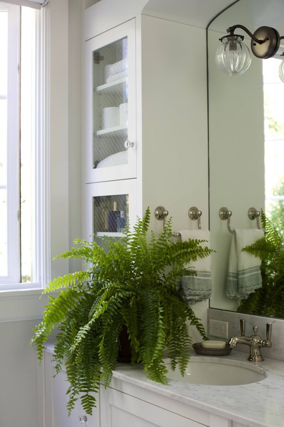 Plantas para ter no banheiro – samambaia americana Plantas para ter no banheiro – samambaia americana
