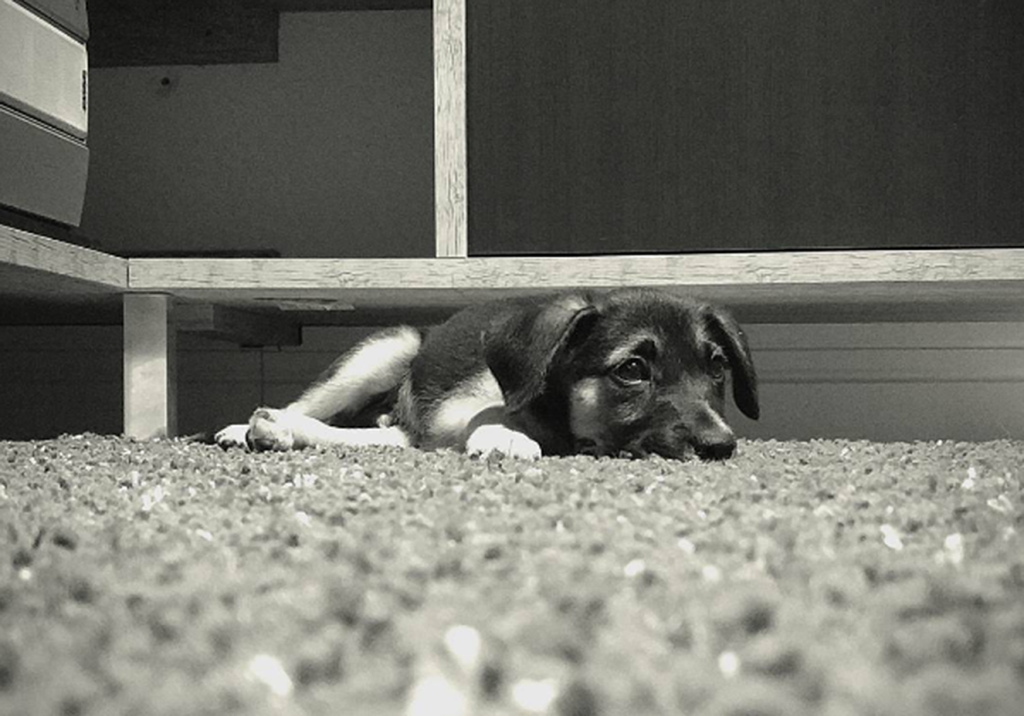 Quer ajudar animais de rua gastando pouco?