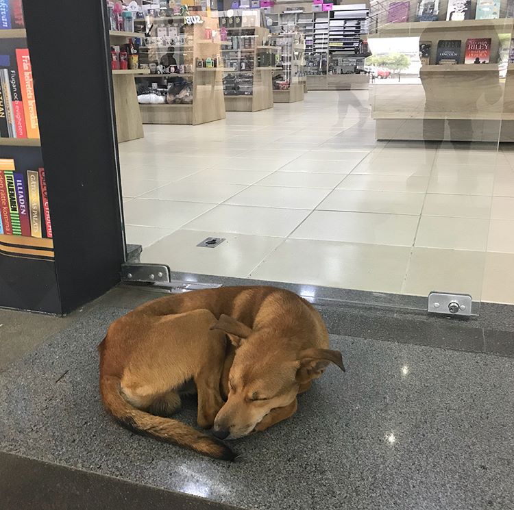 Conheça a maravilhosa história do ‘cachorro que roubava livros’