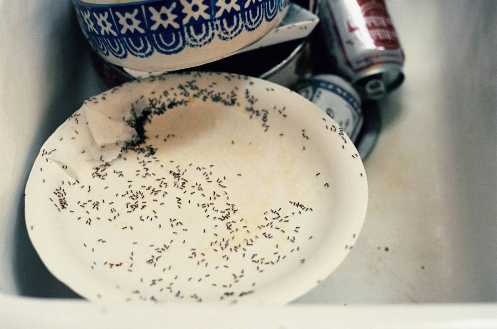 Como se livrar das formigas em casa Como se livrar das formigas em casa