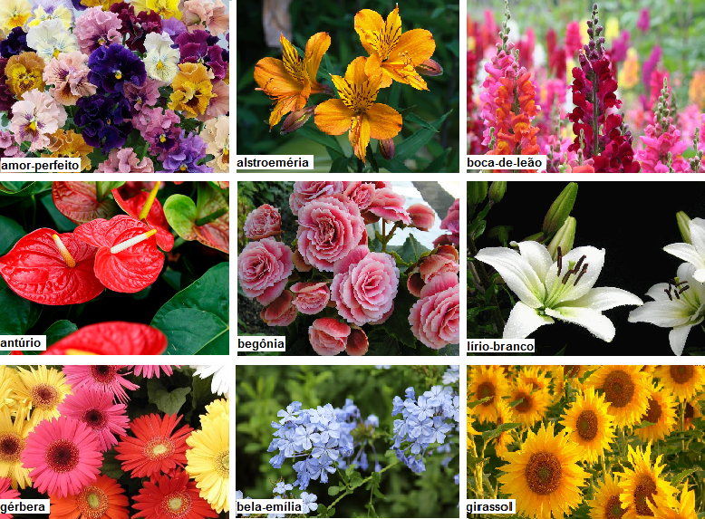 flores de outono compilado compilado-1