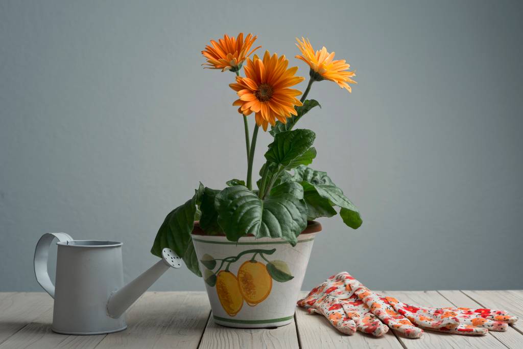 Flores primavera – gerbera Gerbera Daisy in pot with watering can and gloves on wooden rustic table.Studio shot