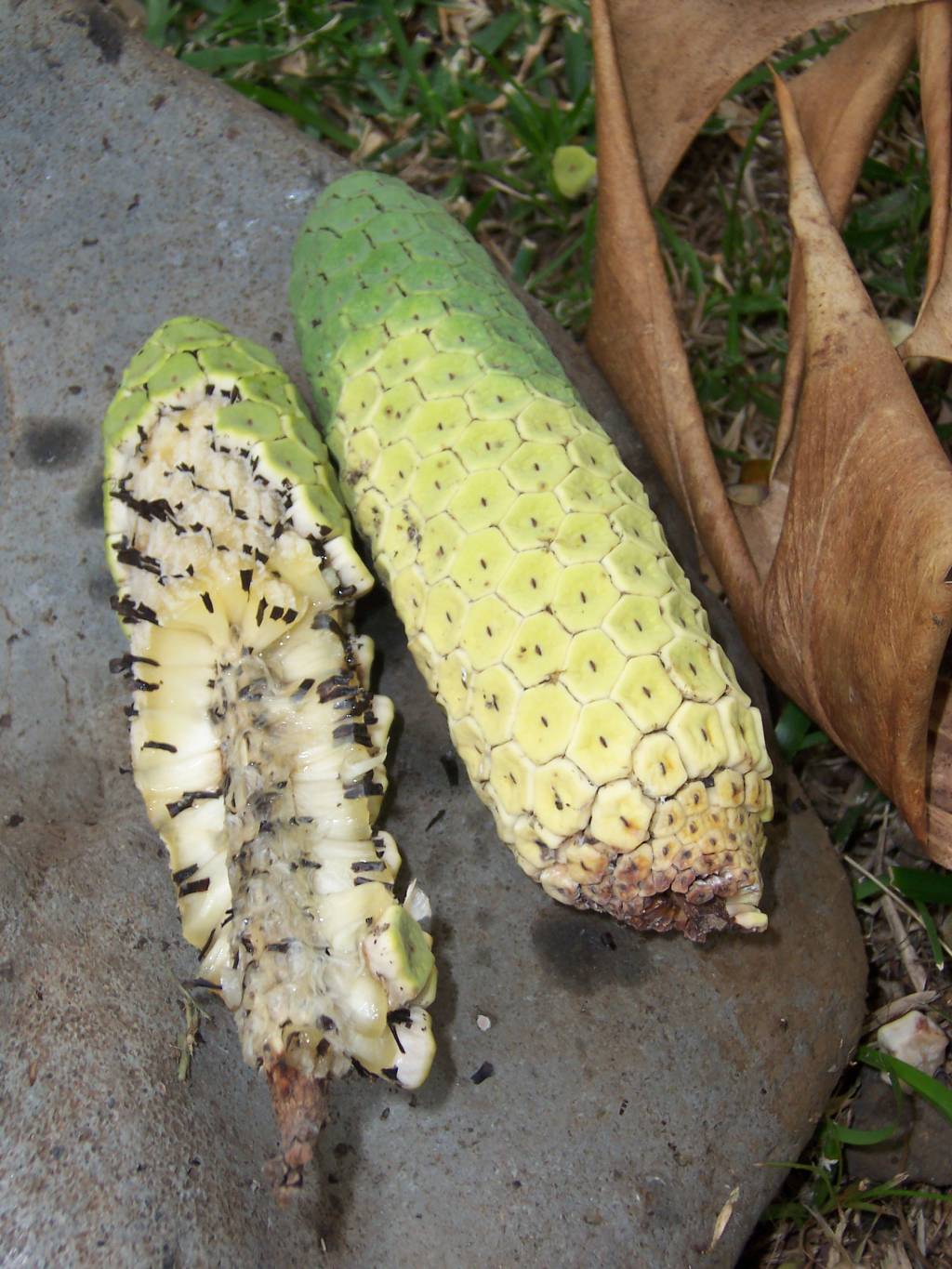 Fruta da costela-de-adão Monstera deliciosa Fruta da costela-de-adão Monstera deliciosa