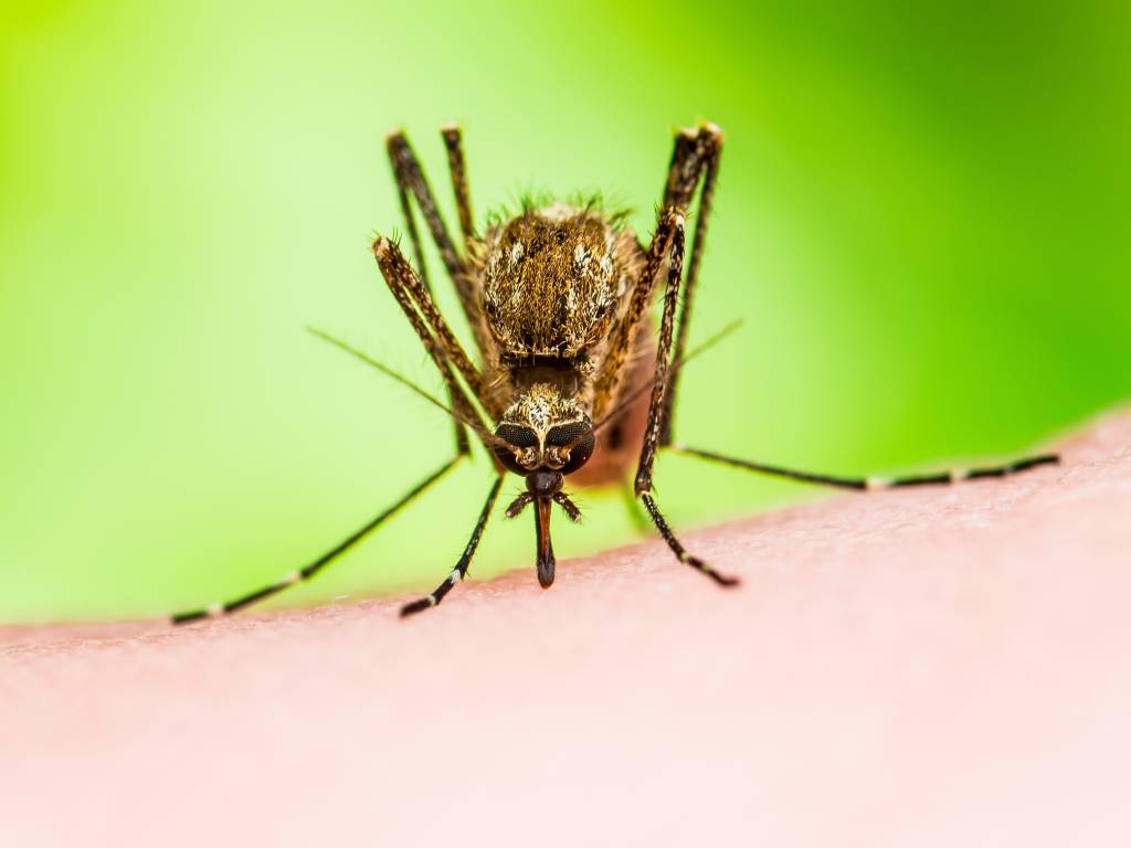 Mayaro, um vírus da Amazônia, pode estar circulando no Rio de Janeiro