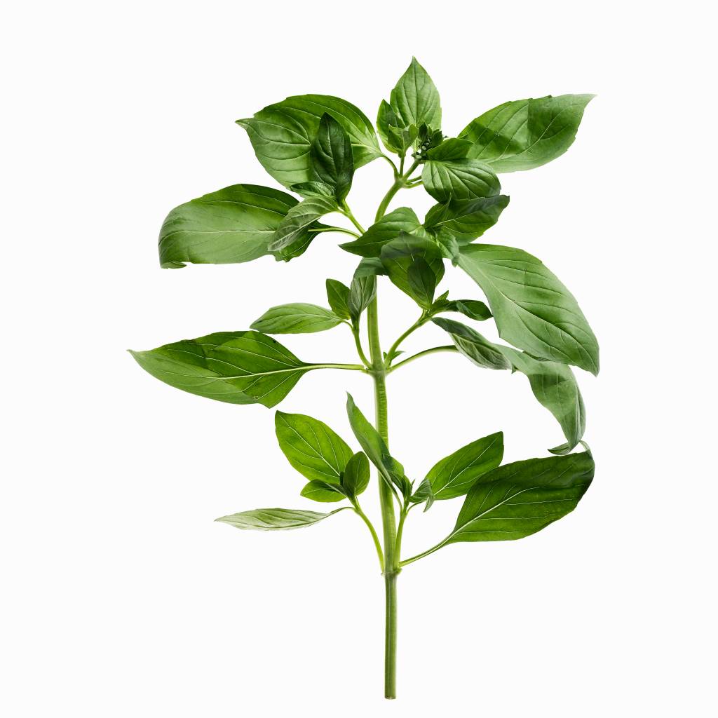 manjericão Close up of sprig of herbs