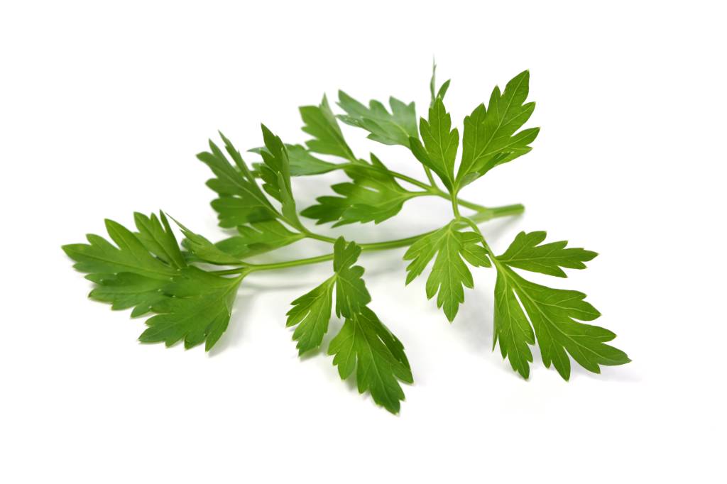 salsinha Parsley leaf