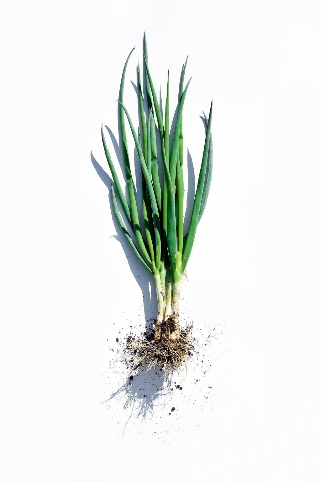 cebolinha image of welsh onion