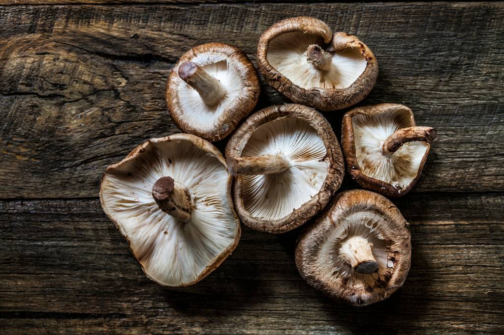 Shiitake Shiitake Still Life