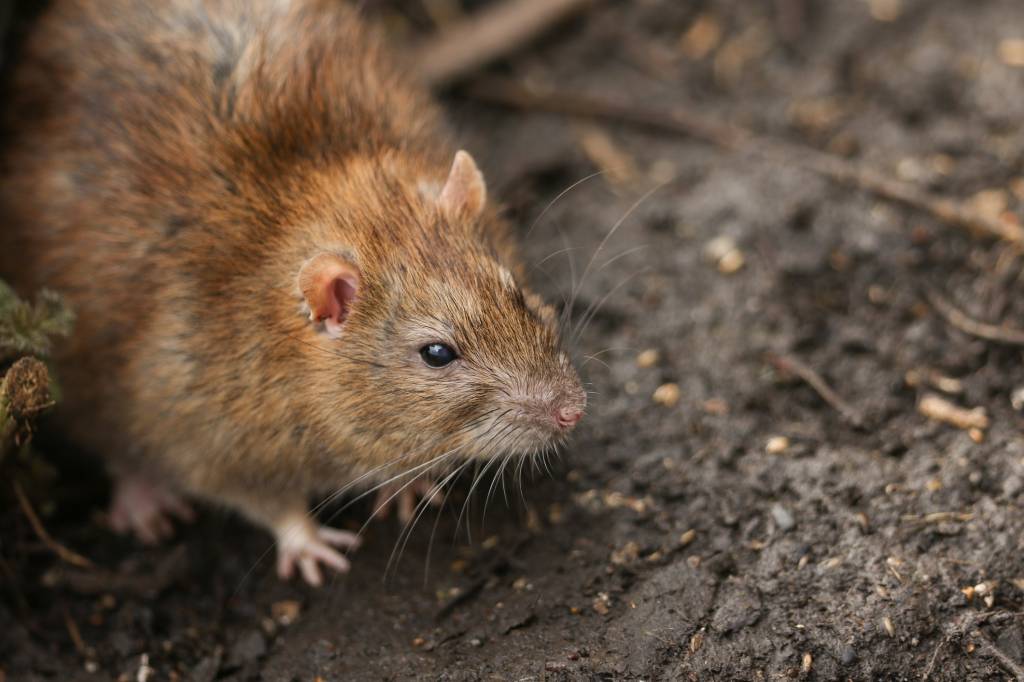 Hantavirose: a doença que provocou um surto fatal e preocupa a Argentina