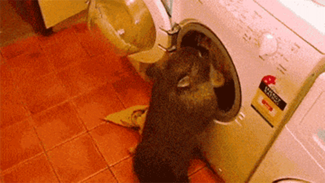 Reprodução/Giphy Reprodução/Giphy