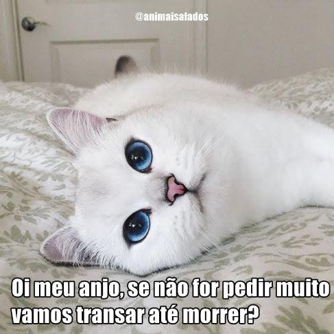 memes dia do sexo 1 memes dia do sexo 1