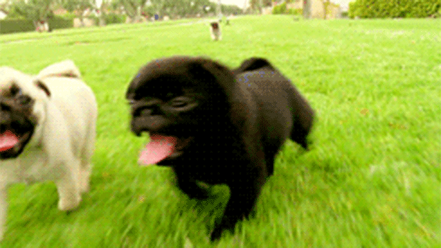 Reprodução/Giphy Reprodução/Giphy